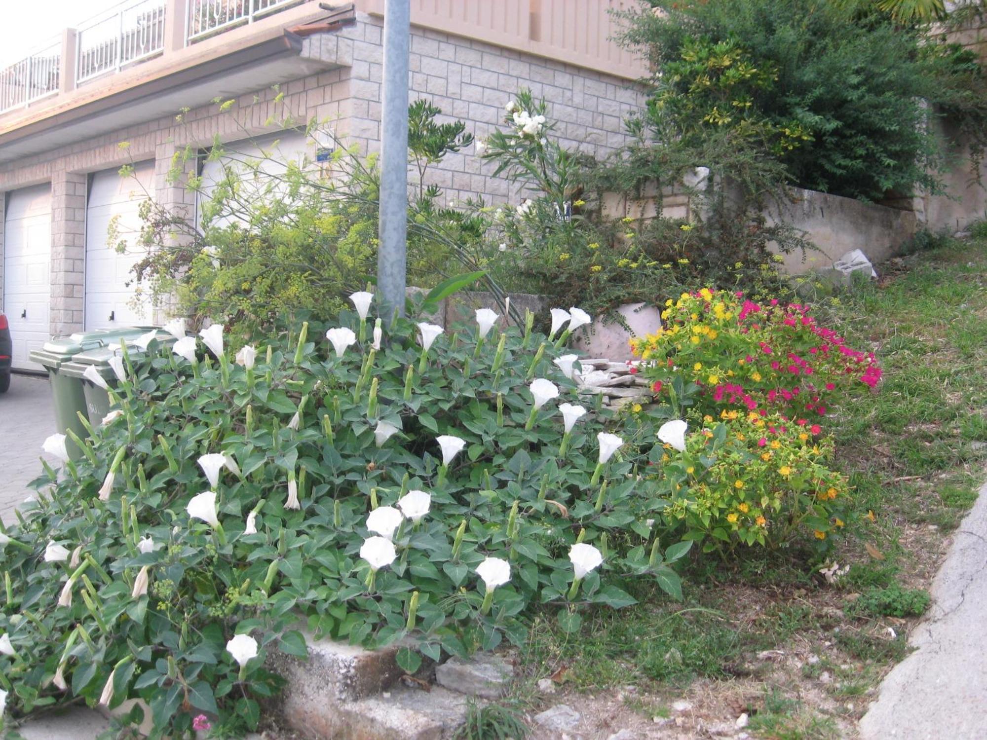 Apartments Silmare Rabac Rum bild